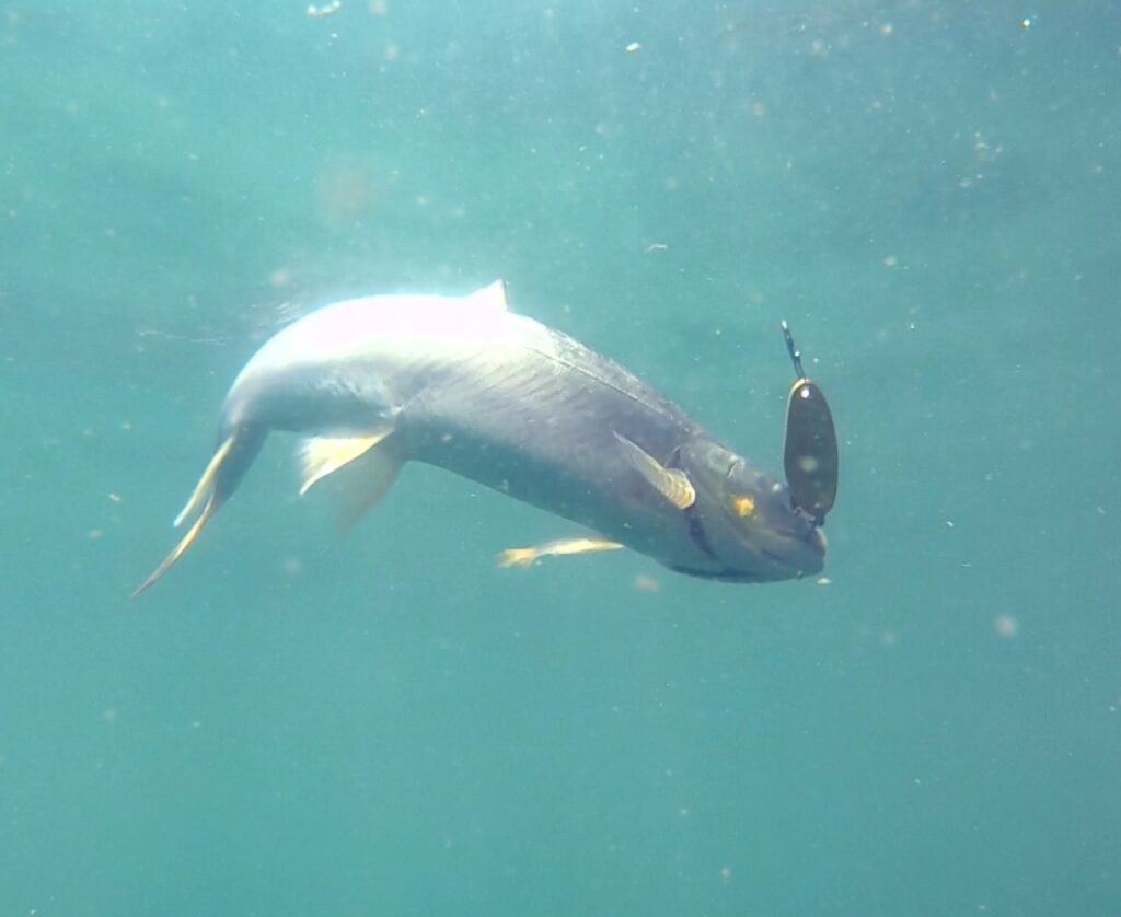 ミヤベイワナは十勝・然別湖にしかいない世界唯一の魚！