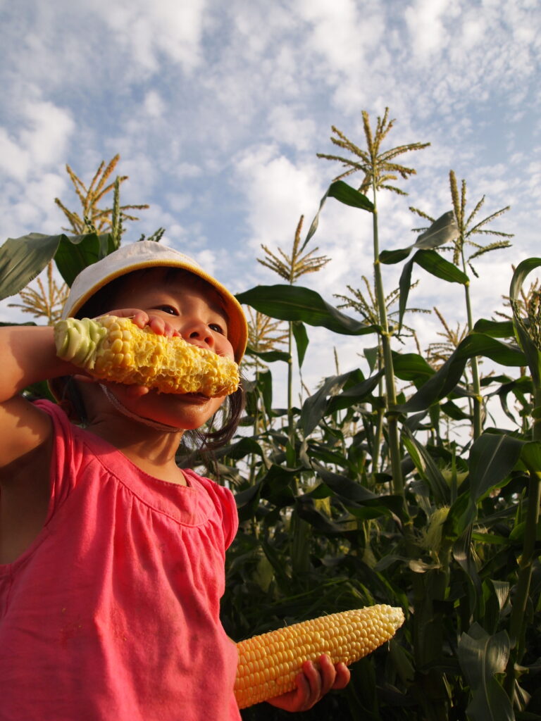 とかちコラム「観光から教育旅行まで幅広く楽しめる！【十勝の夏の体験スポット】」「【熱気球】十勝を空から一望できる！」を更新しました。